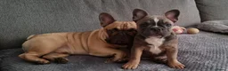 French Bulldog dogs for sale: Urgent Furever Home Needed.  - Advert 3