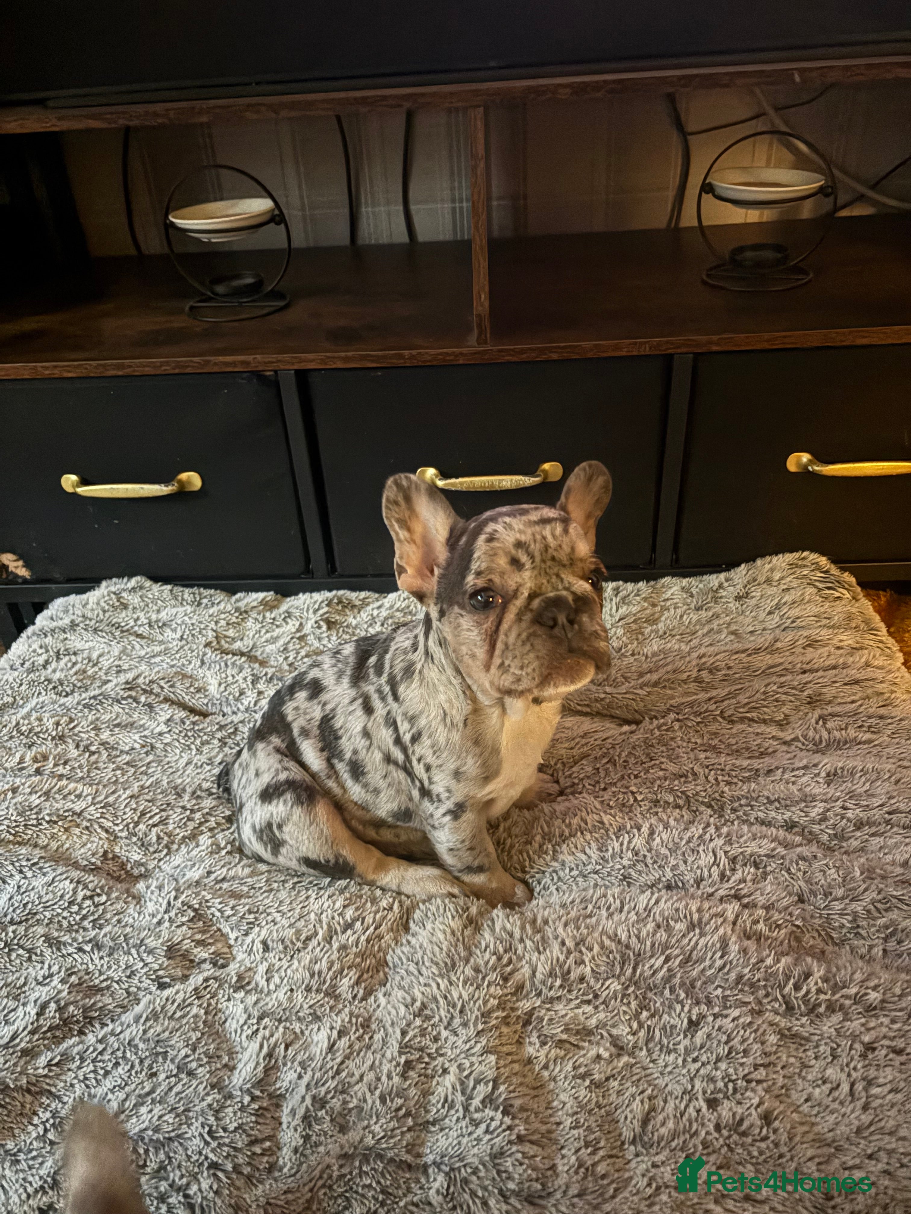 French Bulldog dogs Female Blue Merle puppy  - Advert 9