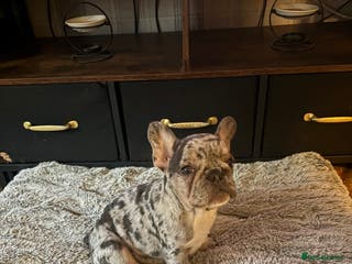 French Bulldog dogs Female Blue Merle puppy - Advert 9