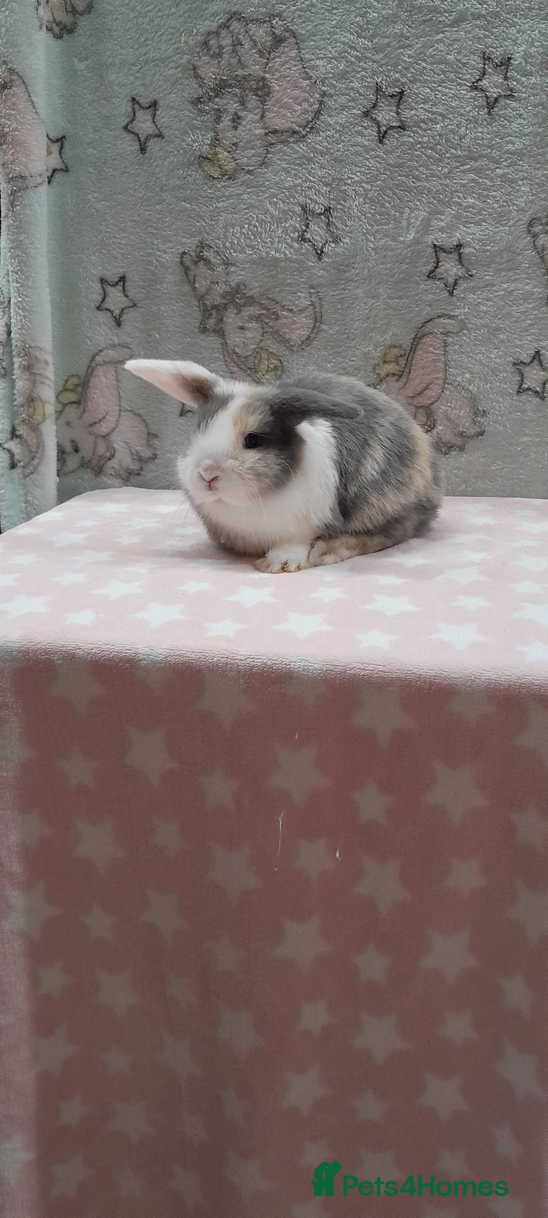 Mini Lop rabbits for sale: Beautiful female mini lop. Please read  - Advert 3