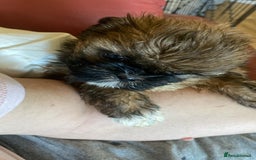 Shih Tzu dogs for sale: Female shih tzu puppy - Image 1