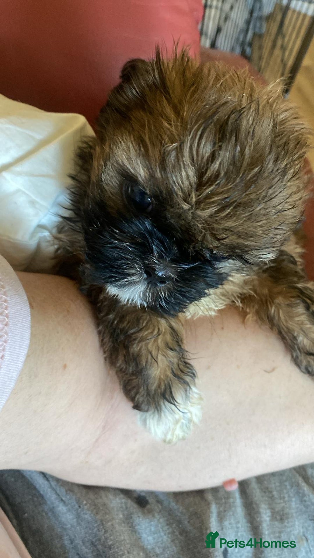 Shih Tzu dogs for sale: Female shih tzu puppy - Image 1