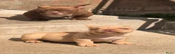 American Bully dogs for sale: Nano bullys micro bully’s  - Advert 9