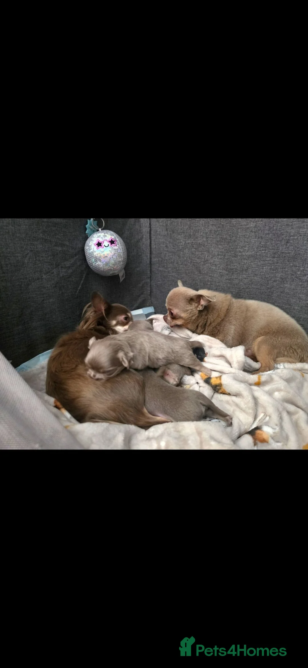Chihuahua dogs for sale: Lilac and cream chihuahua puppys in Thirsk - Advert 8