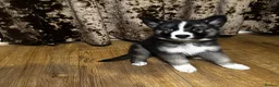 German Shepherd dogs for sale: 🐾 Stunning 8 Week Old German Shepherd Puppies 🐾 - Advert 6