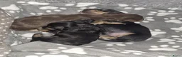 Miniature Dachshund dogs for stud: 🔥Proven KC Registered Miniature Dachshund Stud🔥  - Advert 2