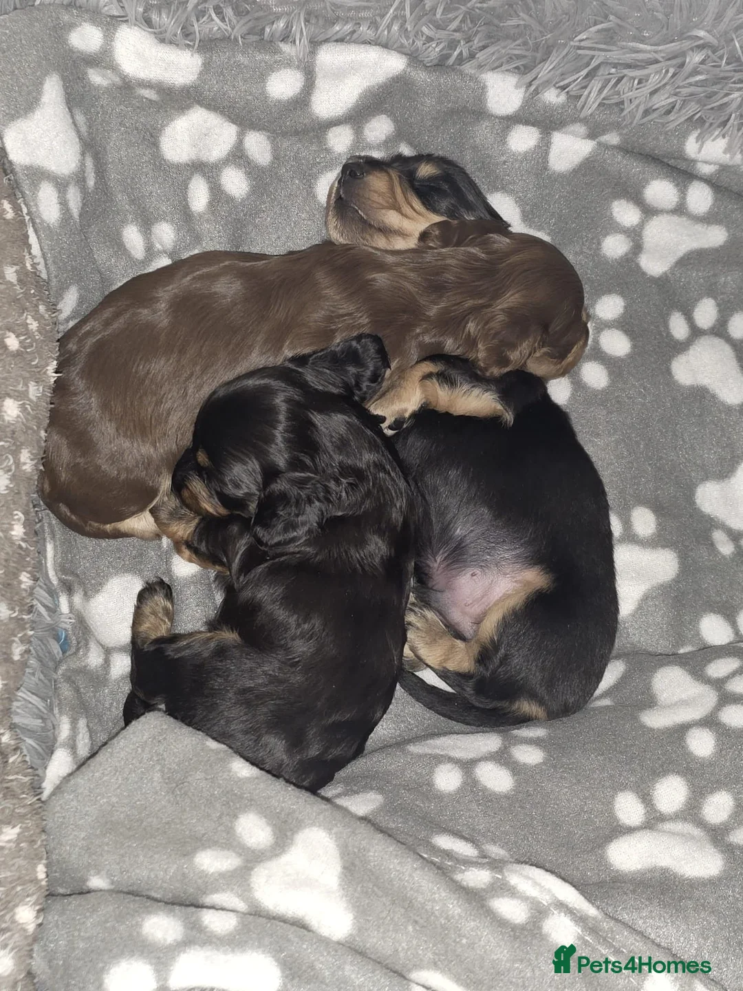 Miniature Dachshund dogs for stud: 🔥Proven KC Registered Miniature Dachshund Stud🔥  - Advert 2