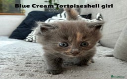 Norwegian Forest Cat cats for sale: Kittens - Image 5