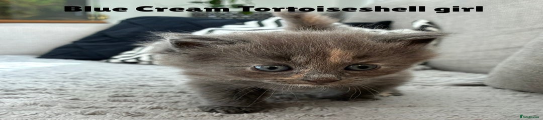 Blue Cream Tortoiseshell 
