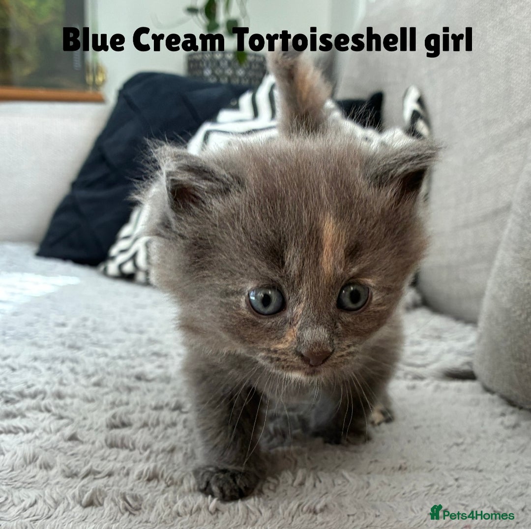 Norwegian Forest Cat cats for sale: Kittens - Image 5
