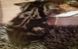 Mixed Breed cats for sale: kittens - Image 19