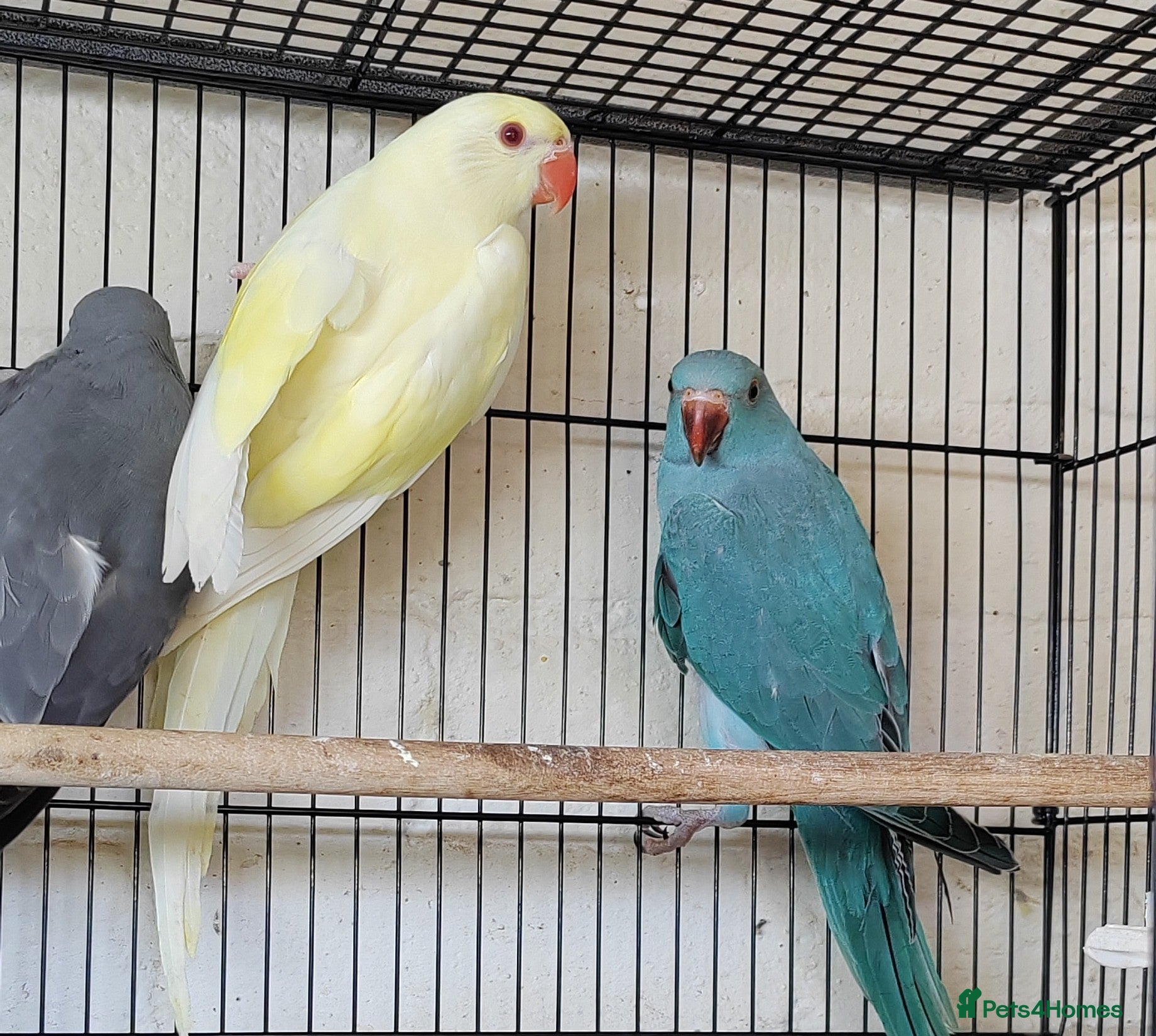 Ringnecks birds for sale: Beautiful Indian Ringneck babies available  - Advert 9