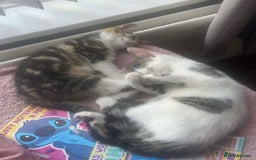 Mixed Breed cats for sale: 2 Female Kittens - Image 1