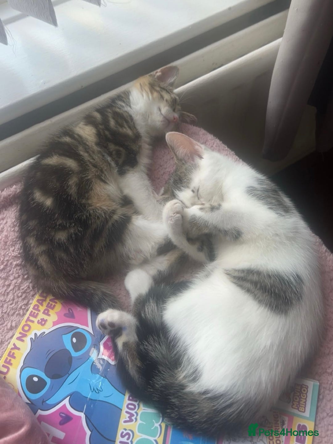 Mixed Breed cats for sale: 2 Female Kittens - Image 1