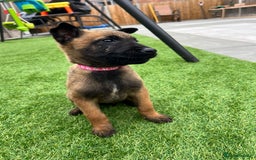 Belgian Shepherd Dog dogs for sale: Belgian malinois  - Image 7