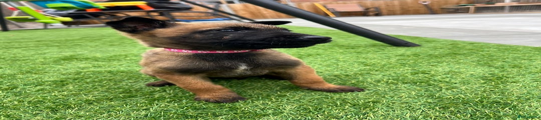 Belgian Shepherd Dog Puppy 6