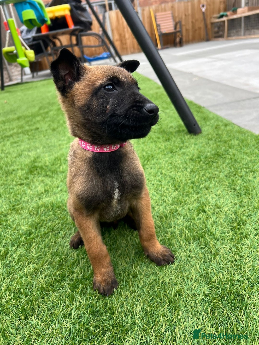 Belgian Shepherd Dog dogs for sale: Belgian malinois  - Image 7
