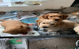 Cockapoo dogs for sale: Cockapoo puppies ready now!!! - Image 25