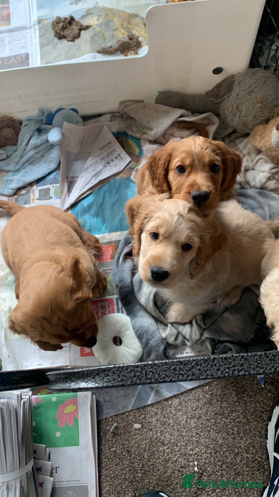 Cockapoo dogs for sale: Cockapoo puppies ready now!!! - Image 25
