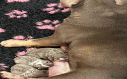 English Bulldog dogs for sale: Champion Bloodlines KC British Bulldogs - Image 26