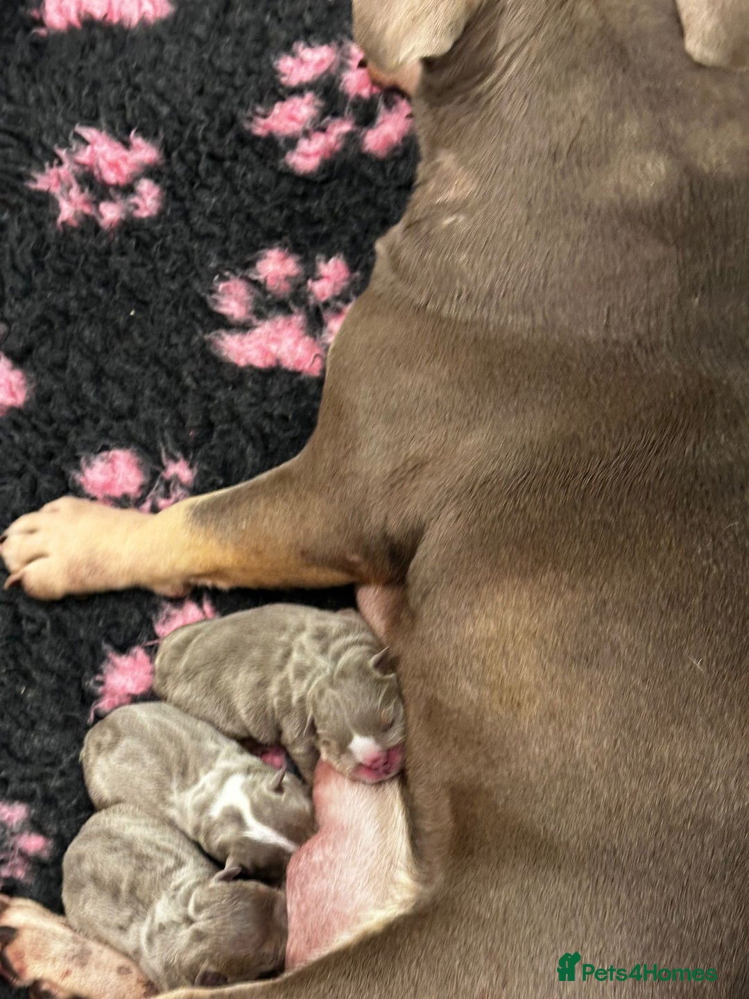 English Bulldog dogs for sale: Champion Bloodlines KC British Bulldogs - Image 26