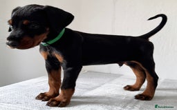 Dobermann dogs for sale: European Doberman Puppies - Champion Bloodline - Image 4