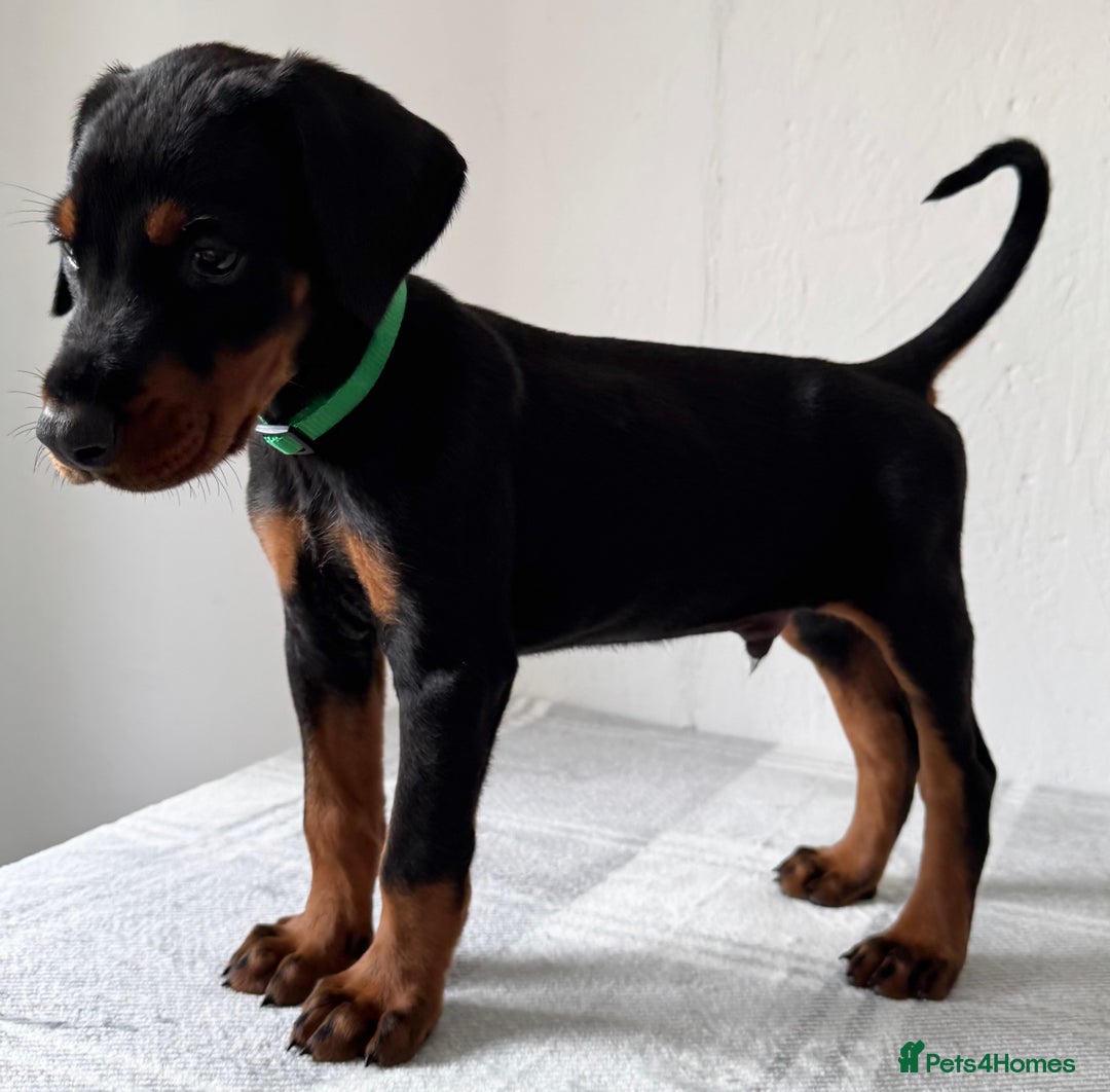 Dobermann dogs for sale: European Doberman Puppies - Champion Bloodline - Image 4