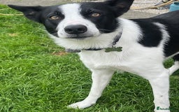 Border Collie dogs for sale: Border Collie Puppies - Image 28