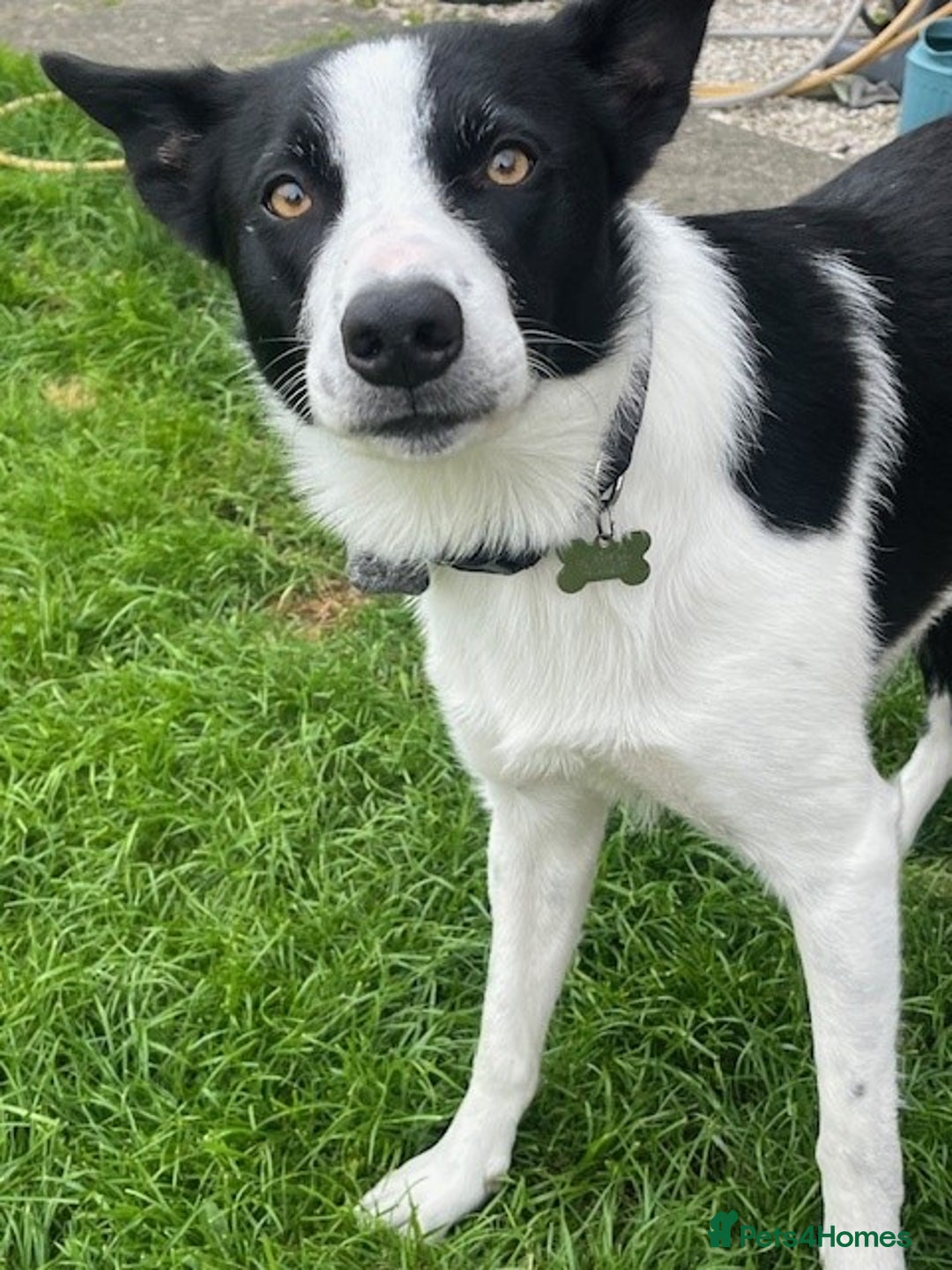 Border Collie dogs for sale: Border Collie Puppies - Image 28
