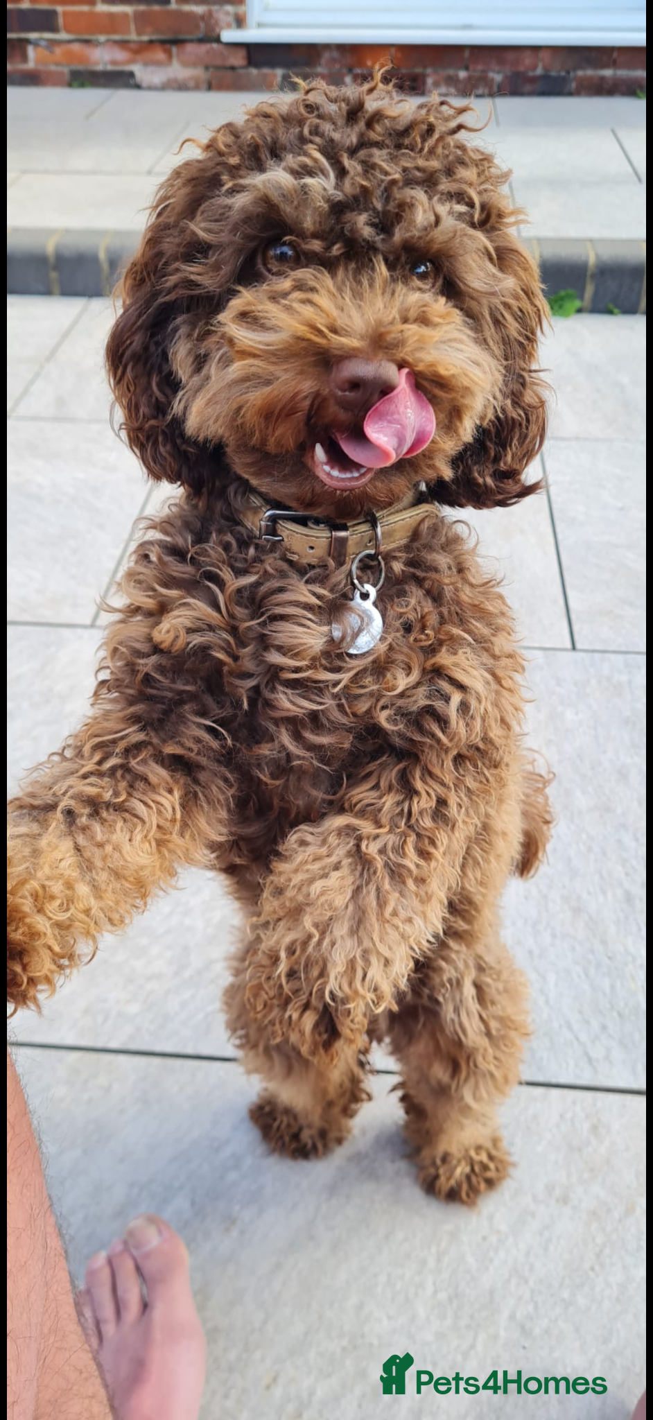Mixed Breed dogs for sale:  Ready to go Cavapoo/Cockapoo pups £1550 OVNO  - Advert 9