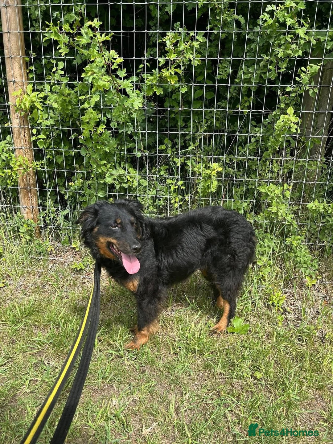 Mixed Breed dogs for adoption: Paige - Norwich Norfolk  - Image 13