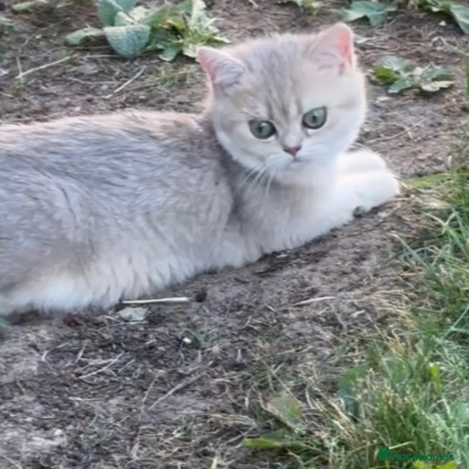 British Shorthair cats Last gorgeous girl left 😻 reduced price  - Advert 1