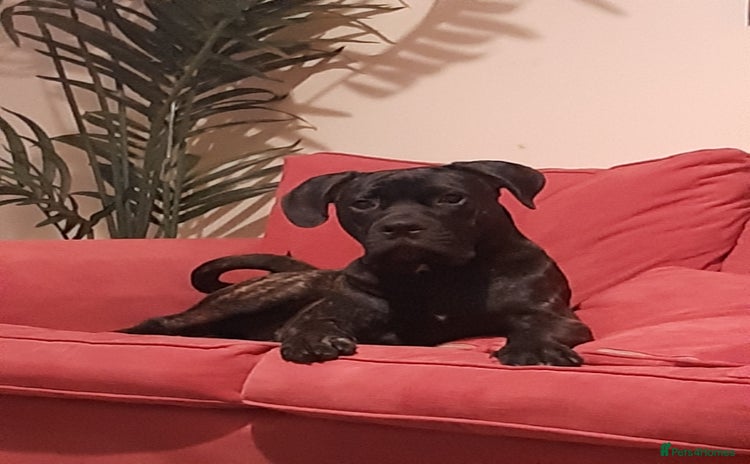 Mixed Breed dogs - Advert 5