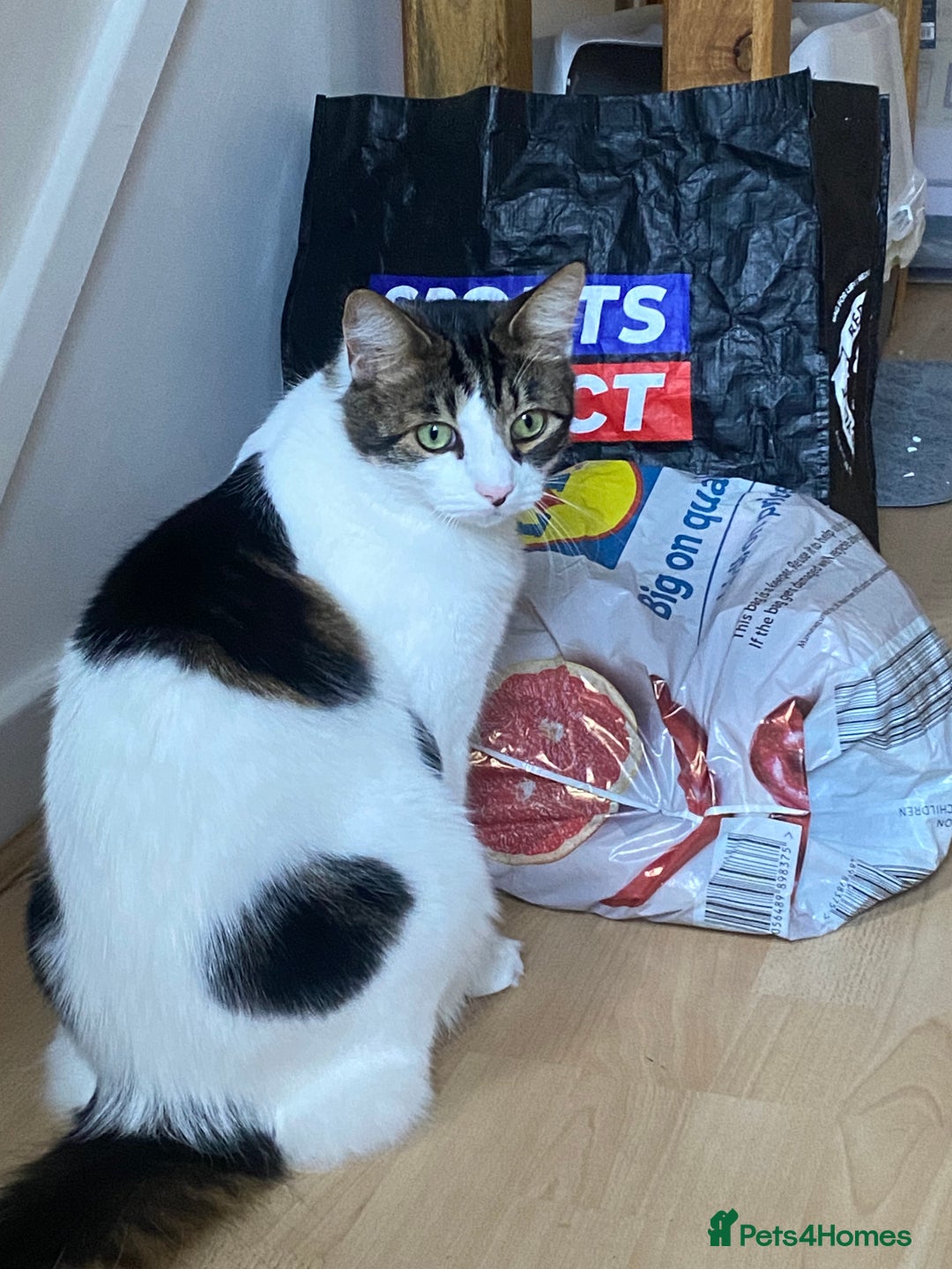 Mixed Breed cats for sale: Much loved 2 year old boy cat - Advert 5