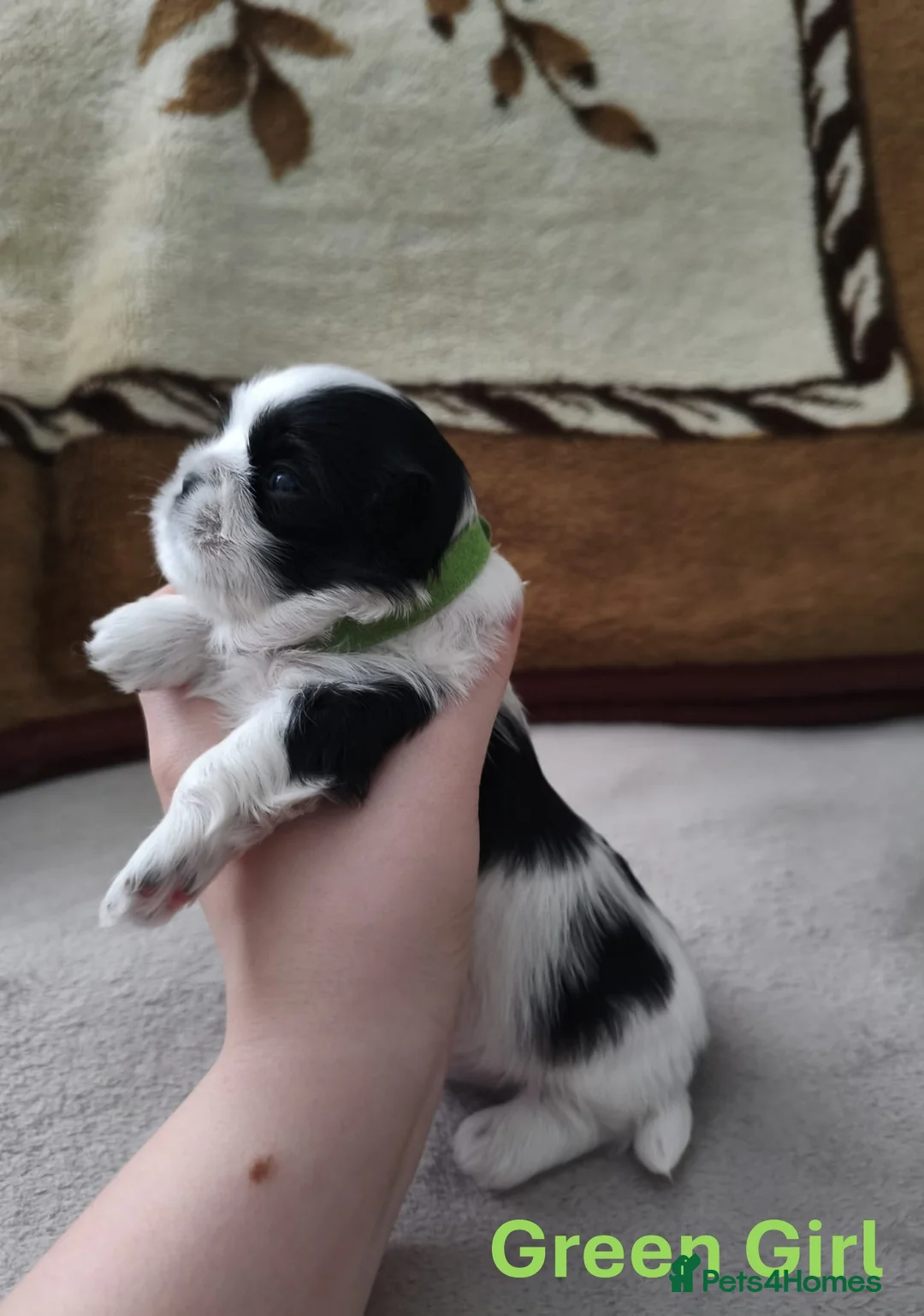 Shih Tzu dogs for sale: Pure Shih Tzu Puppies  - Advert 12