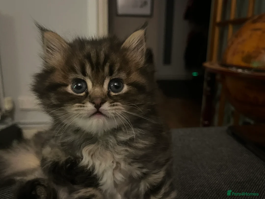 British Shorthair cats for sale: A beautiful kittens British shorthair  - Advert 40