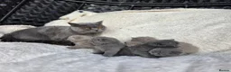 British Shorthair cats for sale: BEAUTIFUL BRITISH SHORTHAIR KITTENS  - Advert 12