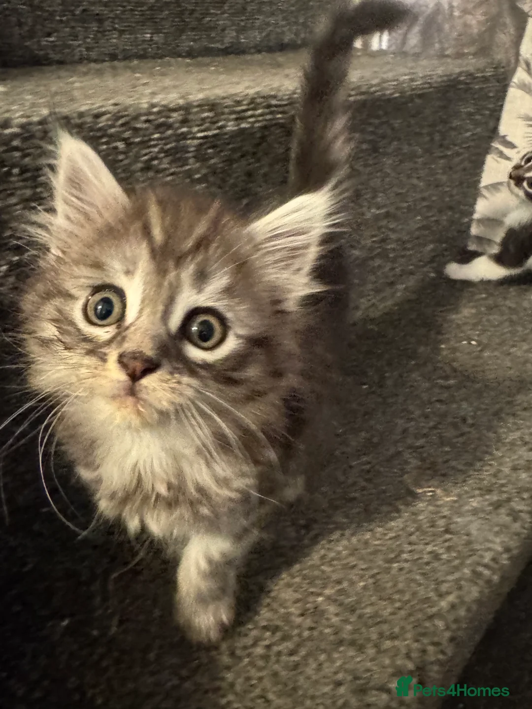 Mixed Breed cats for sale: 3/4 Maine coon long haired  - Advert 6