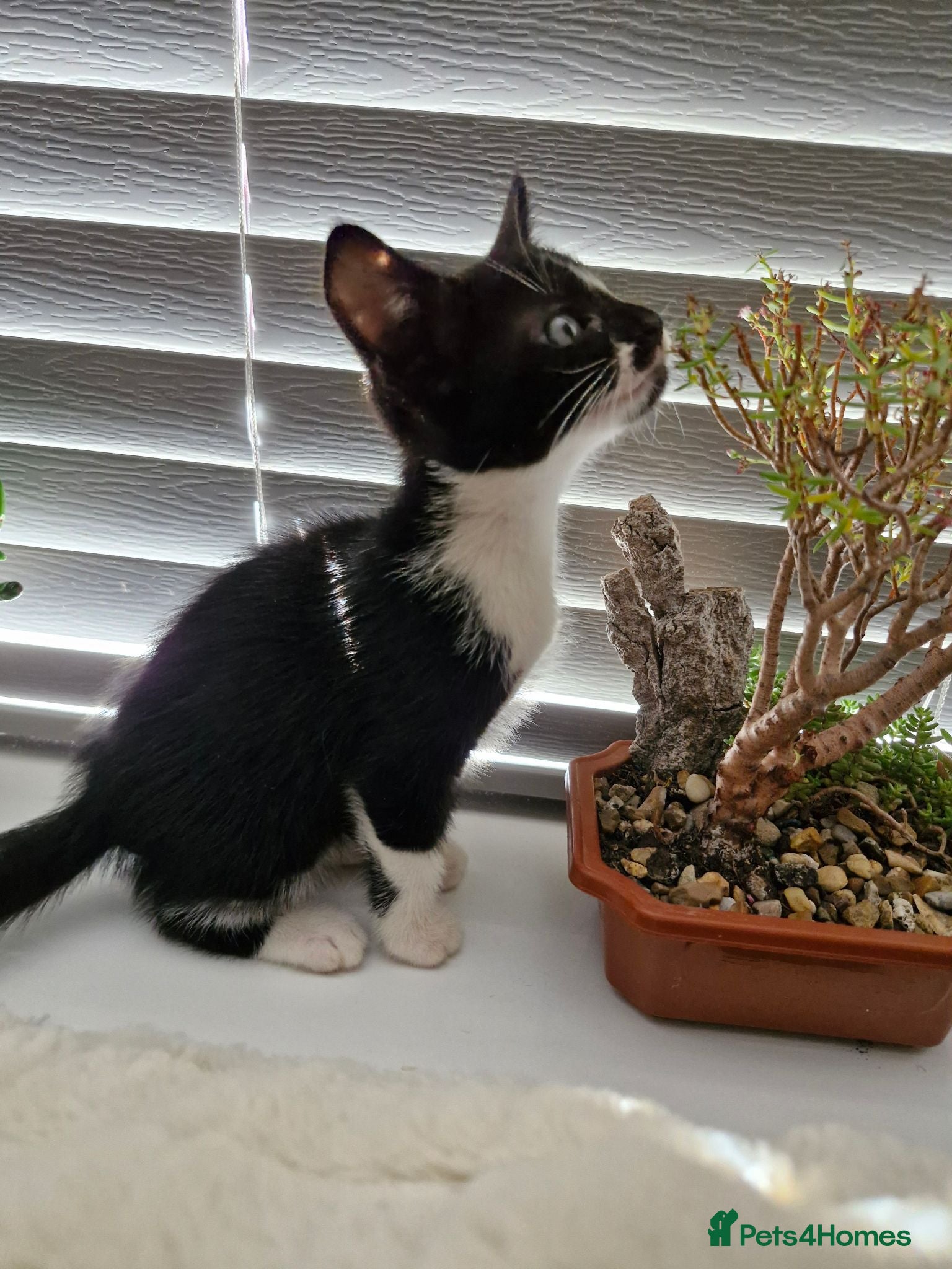 Mixed Breed cats Last 2 Kittens Ready Now - Advert 2