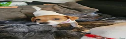 Jack Russell dogs for sale: Jack russel puppies in Leeds - Advert 14