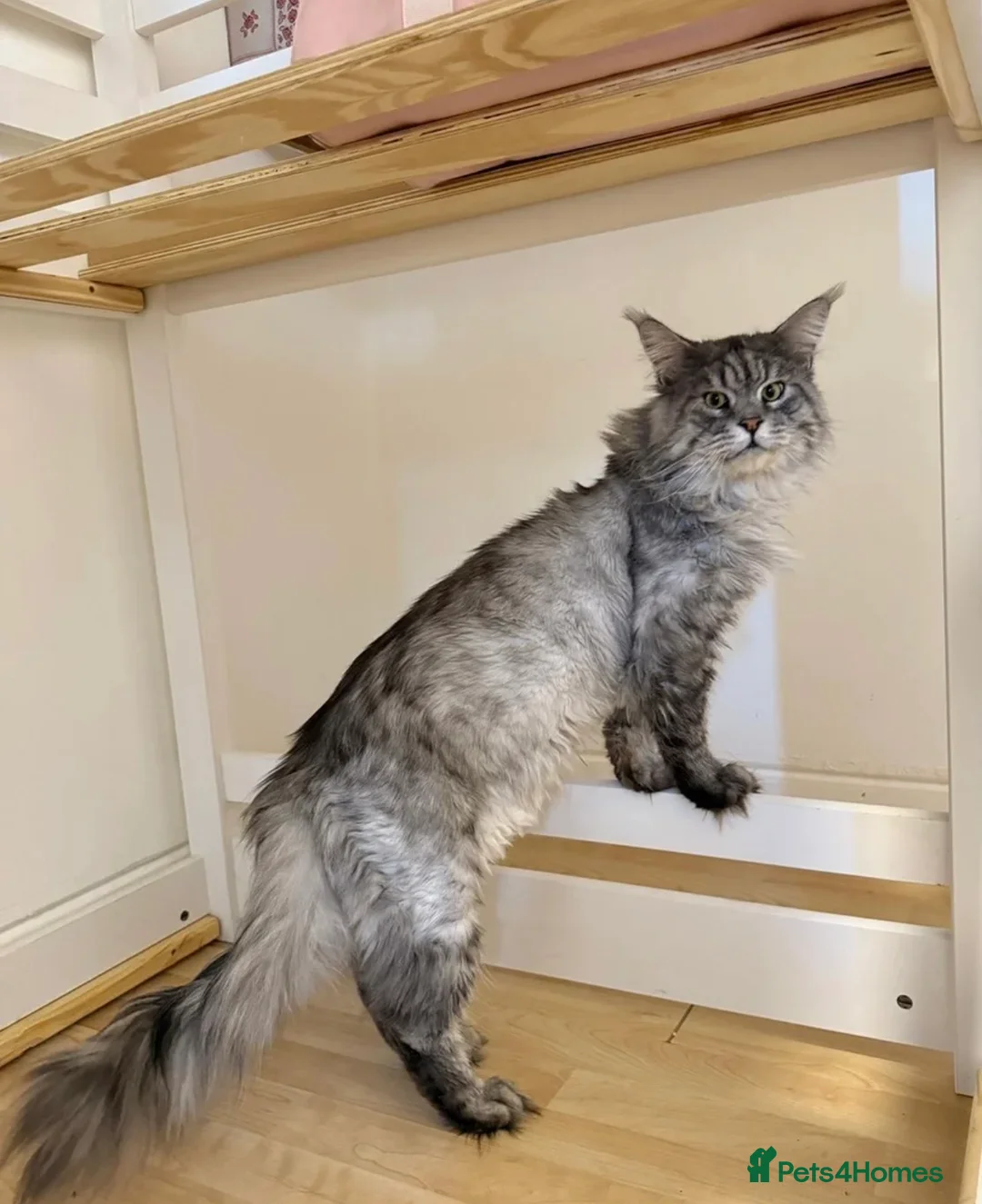 Maine Coon cats for stud: Maine Coon for stud in London - Advert 2