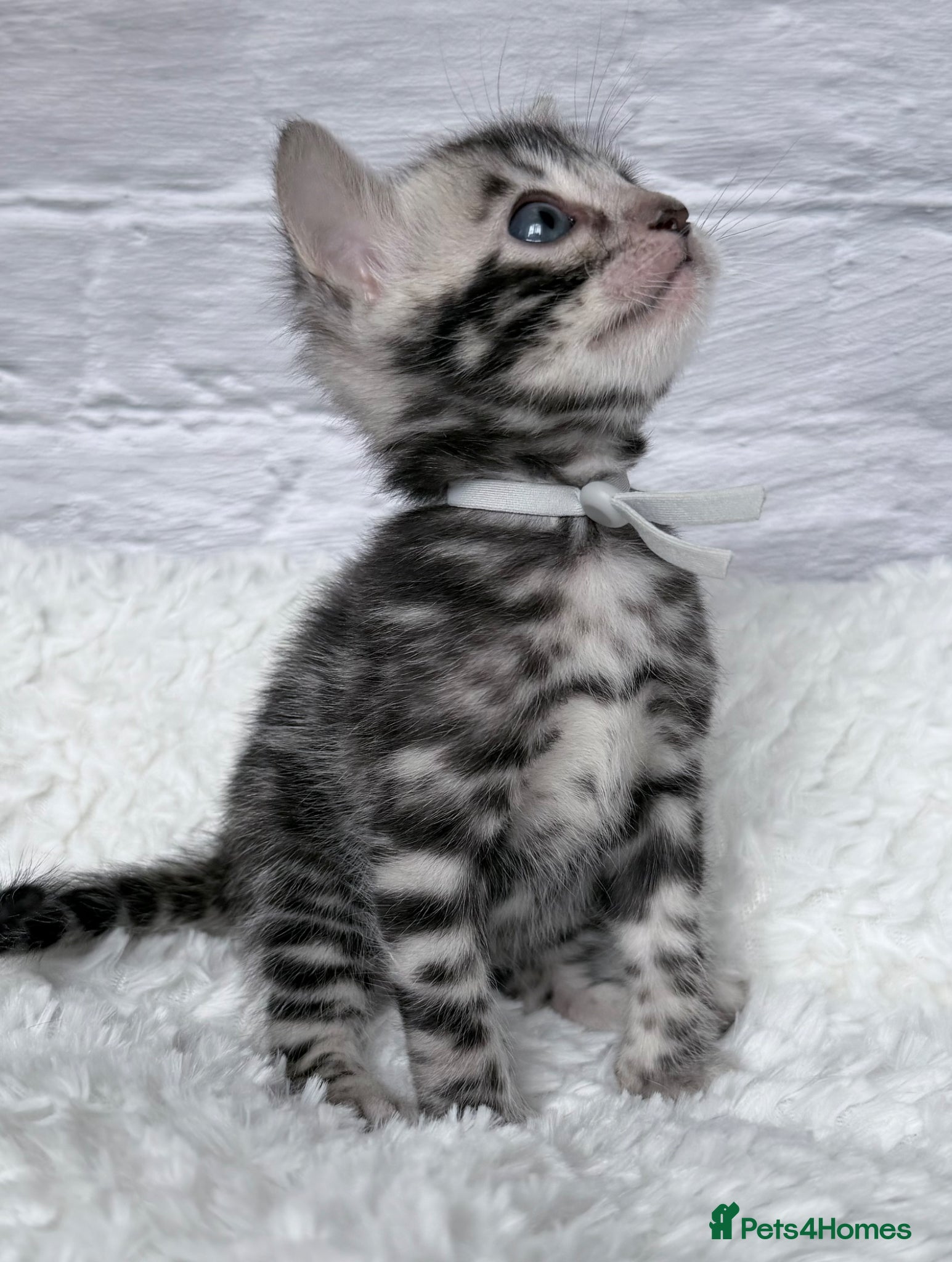 Bengal cats Exceptional Silver Bengal Kittens - Advert 1