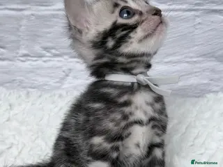 Bengal cats for sale: Exceptional Silver Bengal Kittens - Advert 2