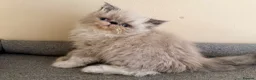 Persian cats for sale: GCCF registered Persian kitten 💙 - Advert 9