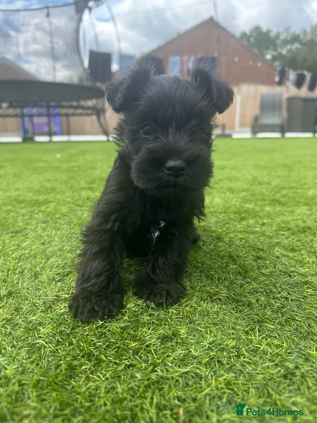 Miniature Schnauzer dogs for sale: ✨mini Snchazer pups✨ health tested parents✨ in Upminster - Advert 5