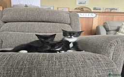 Mixed Breed cats for sale: X2 black and white kittens and one full black - Image 2