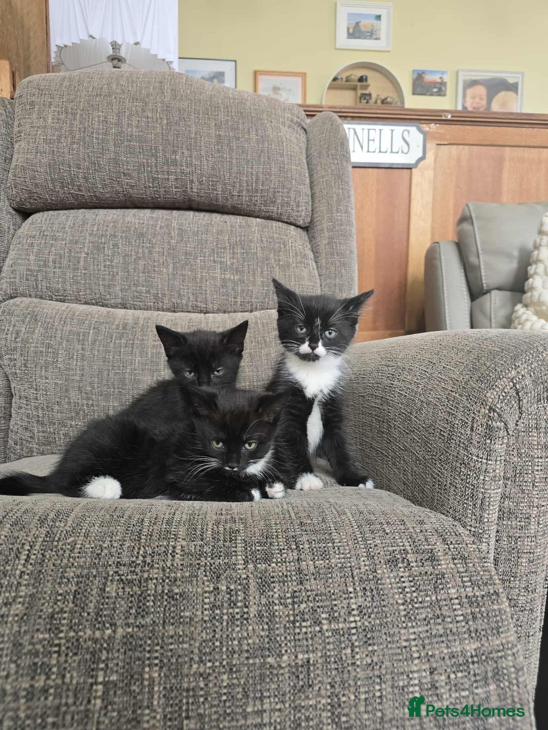 Mixed Breed cats for sale: X2 black and white kittens and one full black - Image 2