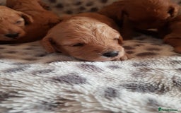 Cavapoo dogs for sale: 🧡 FABULOUS F1B CAVAPOO PUPPIES 🧡 - Image 5