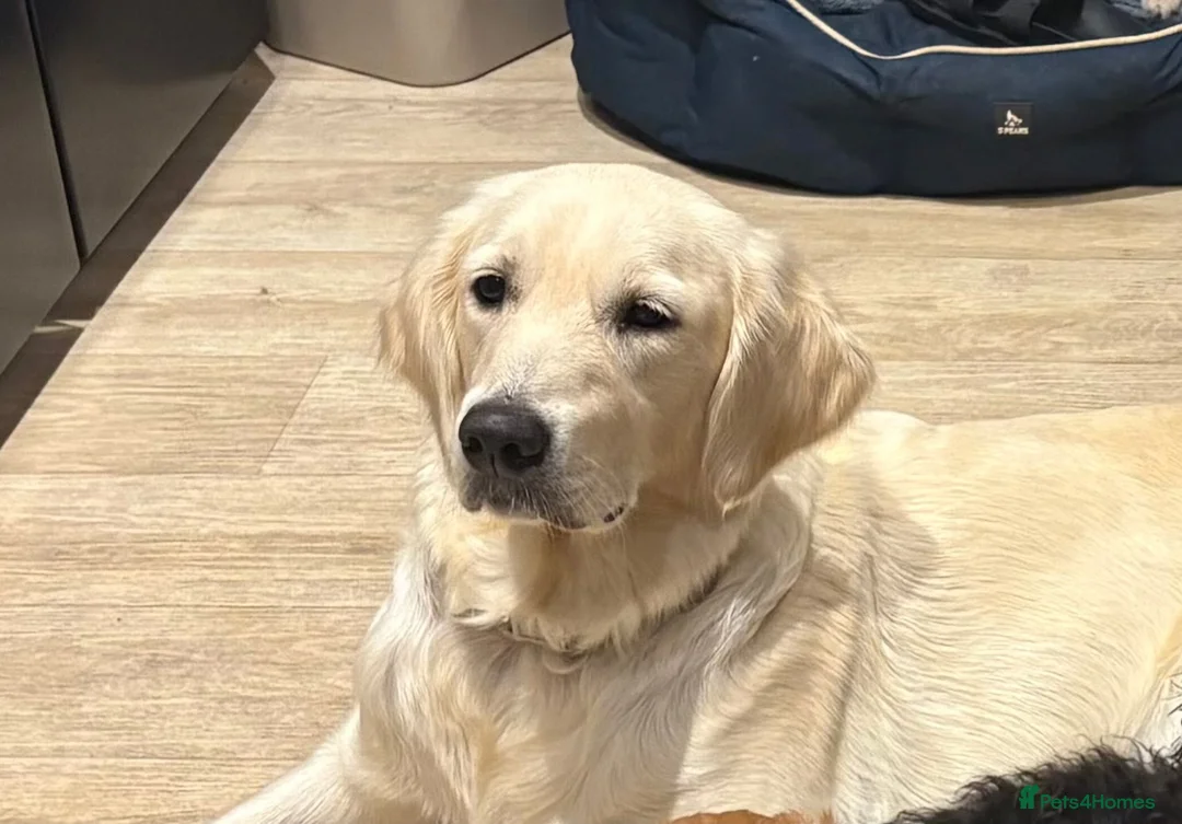 Golden Retriever dogs for sale: Stunning Golden retriever puppy’s - Advert 1