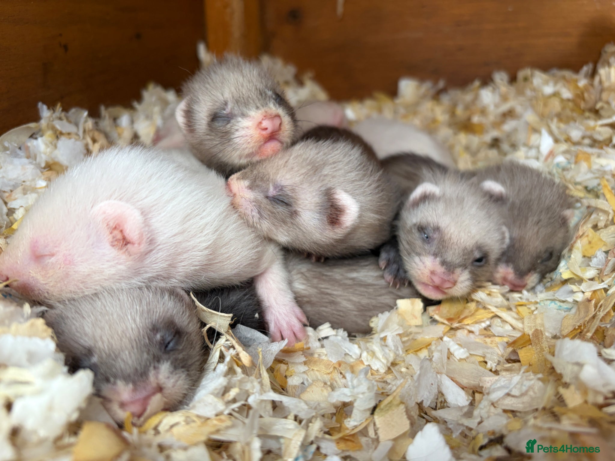 Ferret rodents for sale: Ferret kits - Advert 1